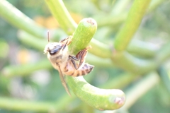 Apis mellifera