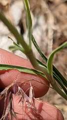 Penstemon pseudoputus