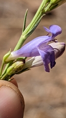 Penstemon pseudoputus