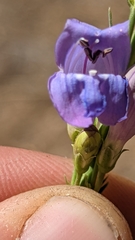 Penstemon pseudoputus
