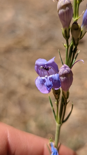 Image of Penstemon pseudoputus by (c) Darrin Gobble, some rights reserved (CC BY)