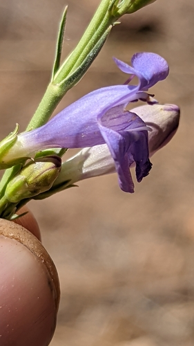 Image of Penstemon pseudoputus by (c) Darrin Gobble, some rights reserved (CC BY)
