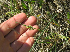 Carex aurea