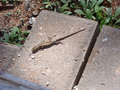 Trachylepis punctatissima