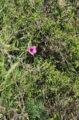 Ipomoea leptophylla