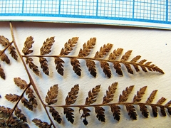 Athyrium spinulosum