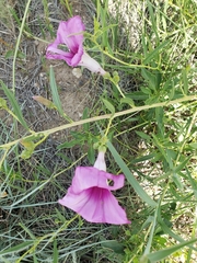 Ipomoea leptophylla