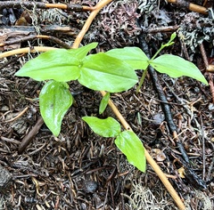 Neottia banksiana