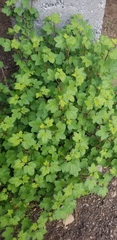 Ribes viscosissimum