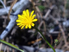 Picris hieracioides morrisonensis