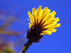 Picris hieracioides morrisonensis