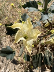 Datura wrightii