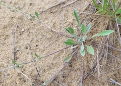Physaria arenosa