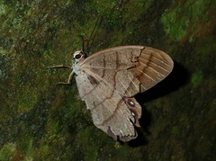 Pierella lamia