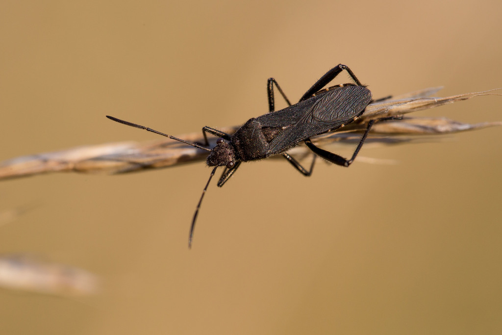 ant bug