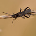 Ant Bug - Photo (c) raedwulf68, some rights reserved (CC BY-NC), uploaded by raedwulf68