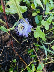 Passiflora urbaniana