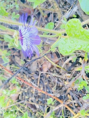 Passiflora urbaniana