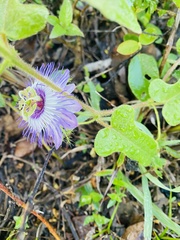 Passiflora urbaniana