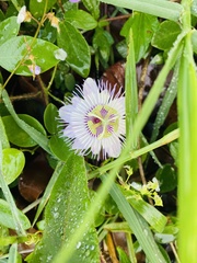 Passiflora urbaniana