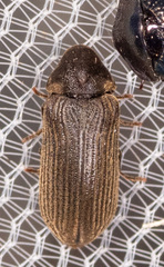 Oligomerus