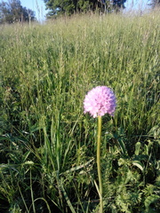 Traunsteinera globosa