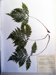 Athyrium spinulosum