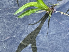 Striuntius lateristriga