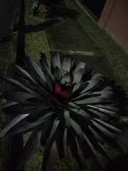 Alcantarea imperialis