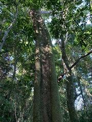 Gallesia integrifolia