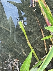 Striuntius lateristriga