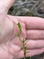 Pterostylis daintreana