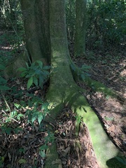 Gallesia integrifolia