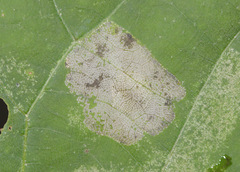 Phyllonorycter lucetiella