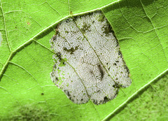 Phyllonorycter lucetiella