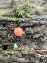 Lycogala exiguum