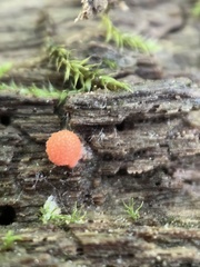 Lycogala exiguum