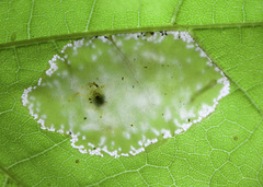 Phyllonorycter lucidicostella