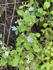 Chaenostoma floribundum