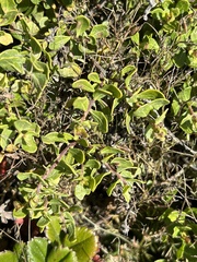 Baccharis pilularis pilularis