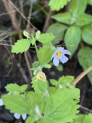 Chaenostoma floribundum