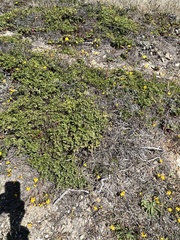 Baccharis pilularis pilularis