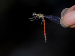 Rhinocypha pagenstecheri timorana