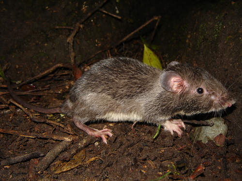 Trinidad Spiny Pocket Mouse (Heteromys anomalus) — Least Concern Mammalia