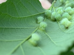 Pachypsylla celtidismamma