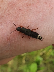 Platydracus fulvipes