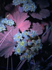 Physocarpus monogynus