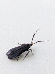 Dichomeris nonstrigella