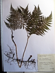 Athyrium spinulosum
