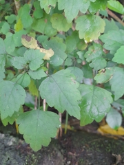 Plectranthus saccatus